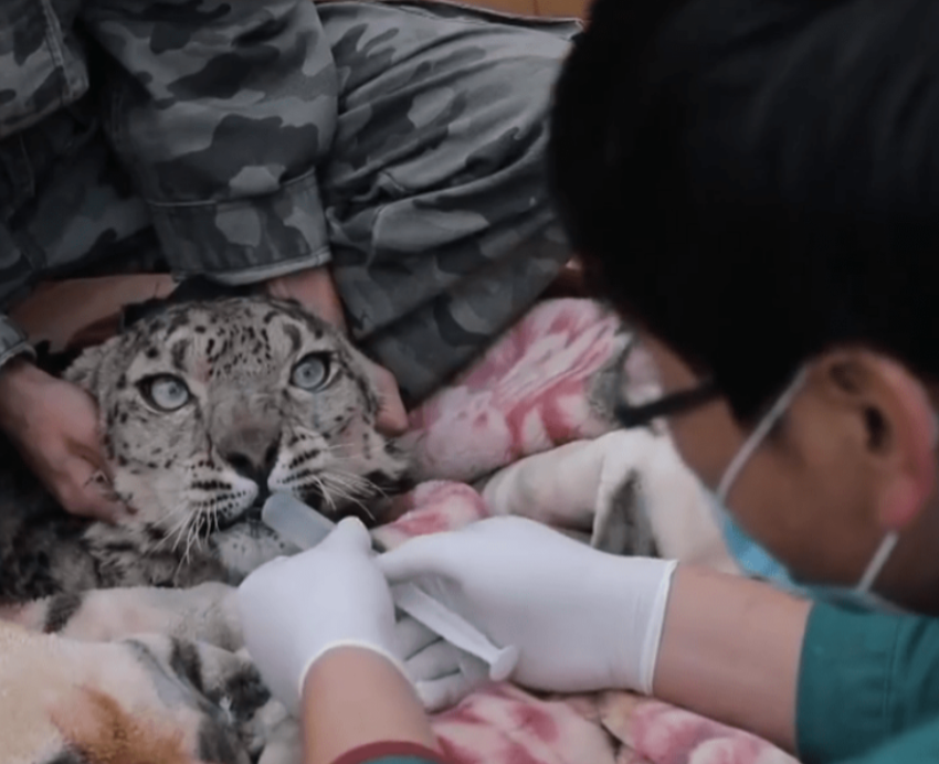 雪豹凌寒之殇，脑梗复发带走高原精灵，生命脆弱与科研守护的警钟