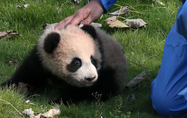 熊猫宝宝搭桥申台，上海将赠两只小熊猫赴台北，续写两岸情缘新篇章